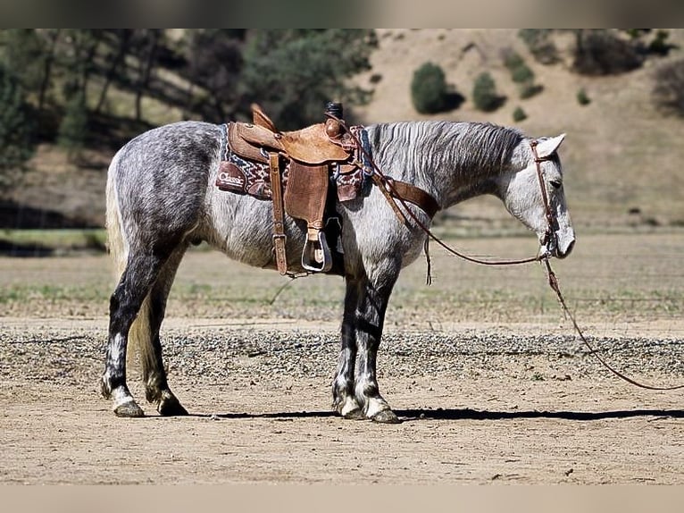 American Quarter Horse Ruin 6 Jaar 152 cm Appelschimmel in Paicines CA