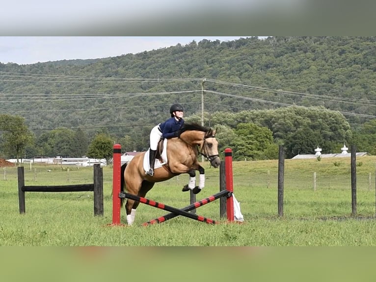 American Quarter Horse Ruin 6 Jaar 152 cm Buckskin in Rebersburg
