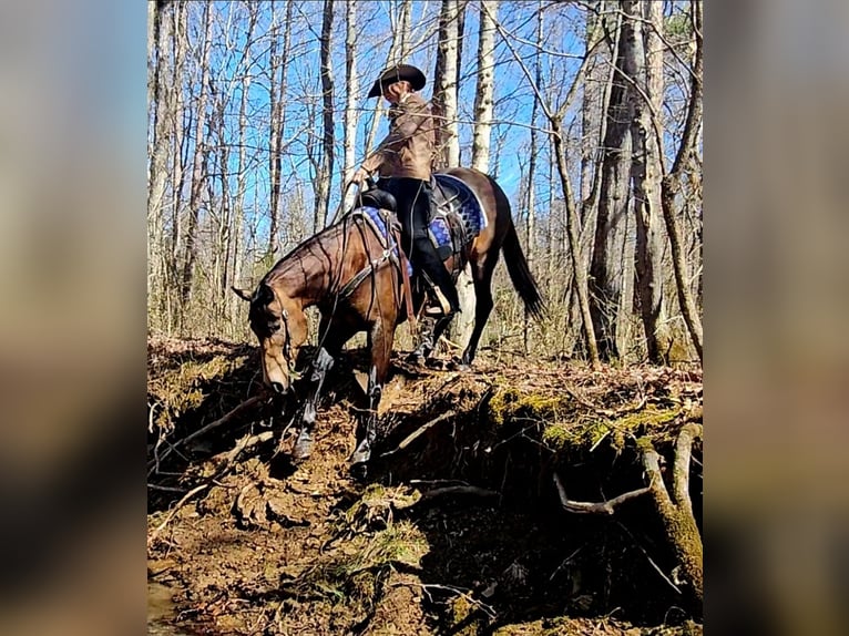 American Quarter Horse Ruin 6 Jaar 152 cm Buckskin in Robards