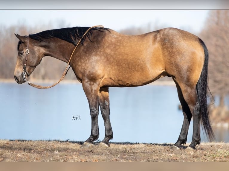 American Quarter Horse Ruin 6 Jaar 152 cm Buckskin in Robards