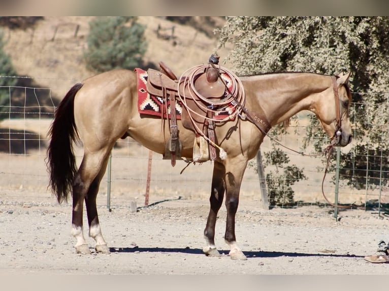American Quarter Horse Ruin 6 Jaar 152 cm Buckskin in Tres Pinos