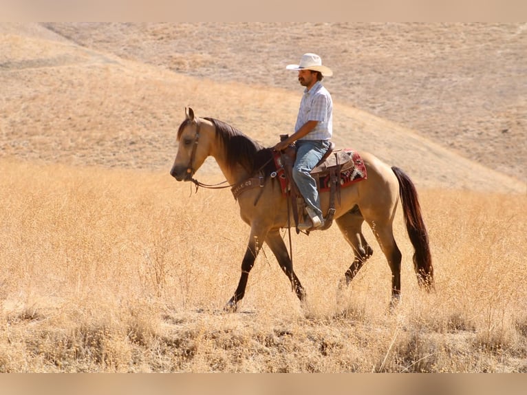 American Quarter Horse Ruin 6 Jaar 152 cm Buckskin in Tres Pinos
