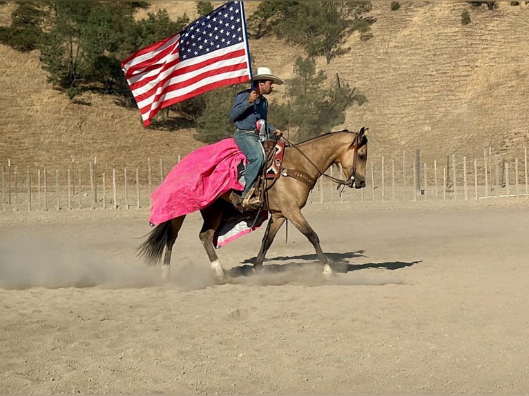 American Quarter Horse Ruin 6 Jaar 152 cm Buckskin in Tres Pinos