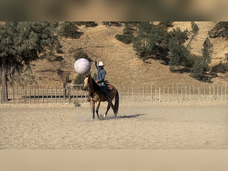 American Quarter Horse Ruin 6 Jaar 152 cm Buckskin in Tres Pinos