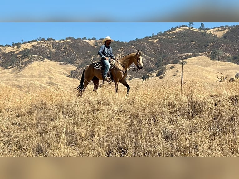 American Quarter Horse Ruin 6 Jaar 152 cm Buckskin in Tres Pinos