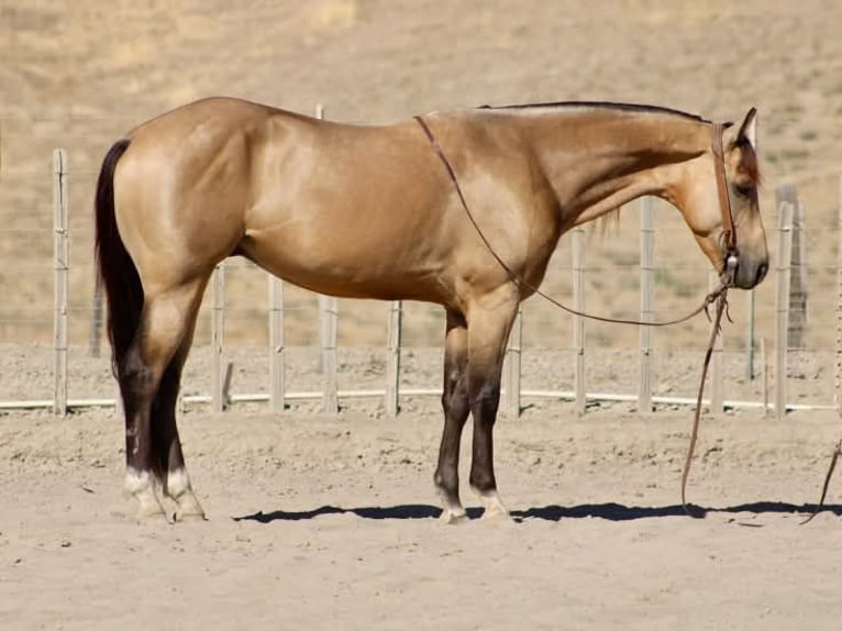 American Quarter Horse Ruin 6 Jaar 152 cm Buckskin in Tres Pinos