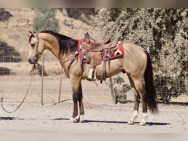 American Quarter Horse Ruin 6 Jaar 152 cm Buckskin in Tres Pinos