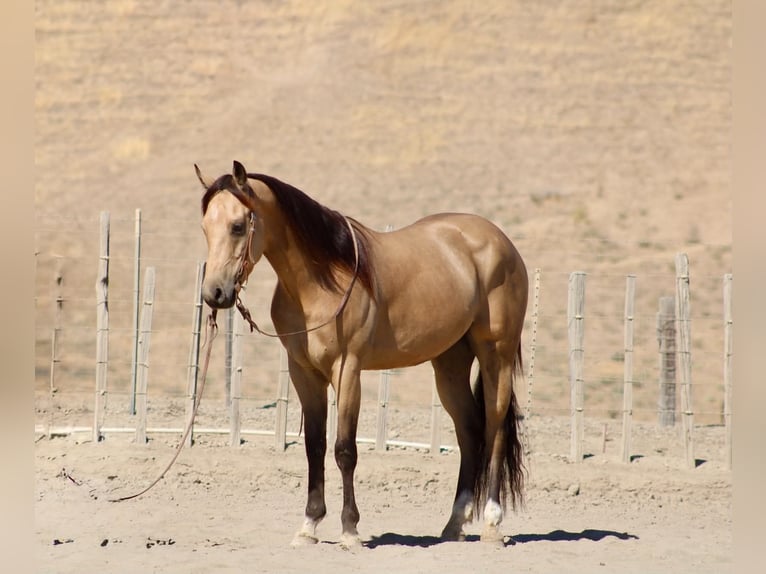 American Quarter Horse Ruin 6 Jaar 152 cm Buckskin in Tres Pinos