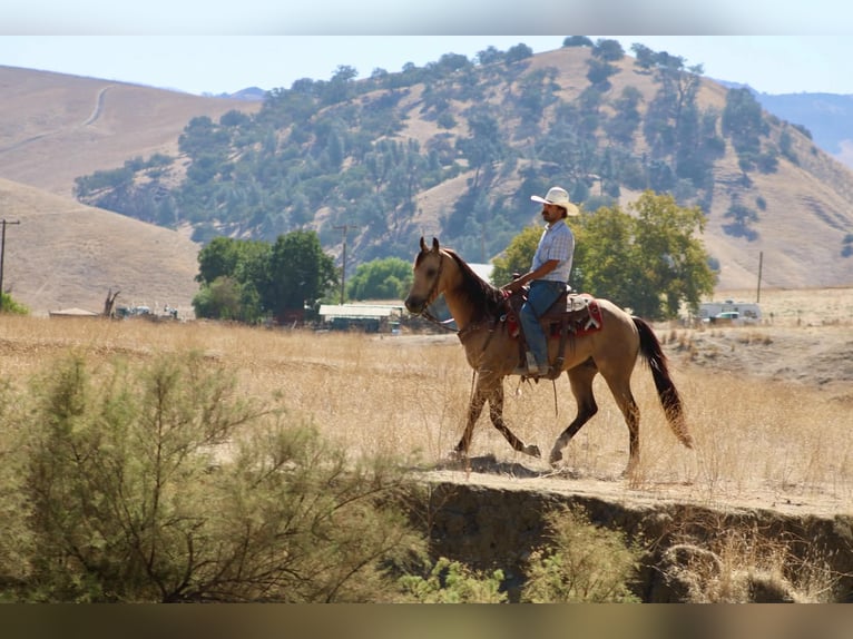 American Quarter Horse Ruin 6 Jaar 152 cm Buckskin in Tres Pinos