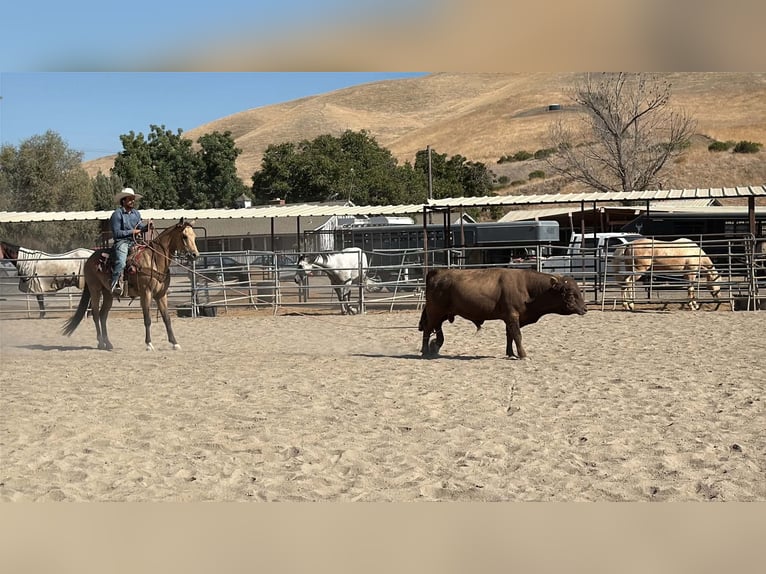 American Quarter Horse Ruin 6 Jaar 152 cm Buckskin in Tres Pinos