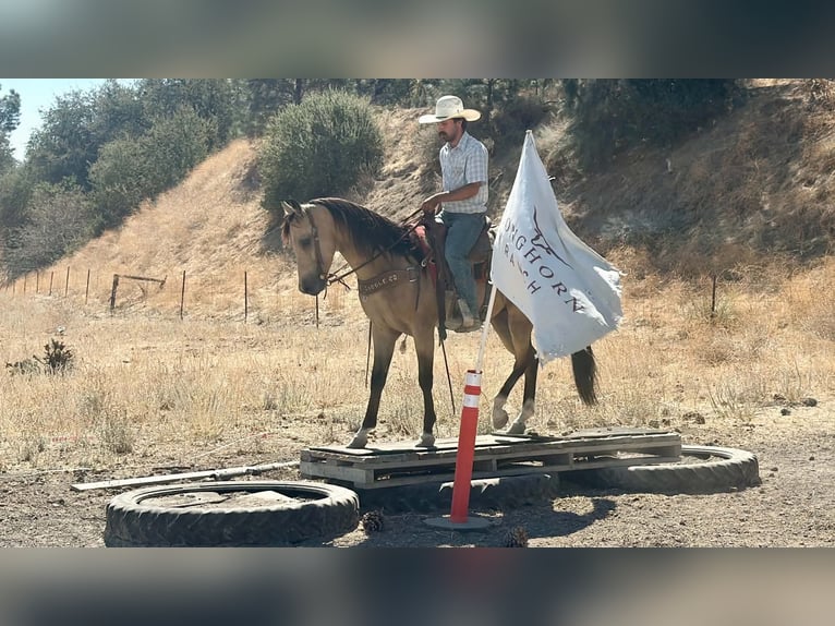 American Quarter Horse Ruin 6 Jaar 152 cm Buckskin in Tres Pinos