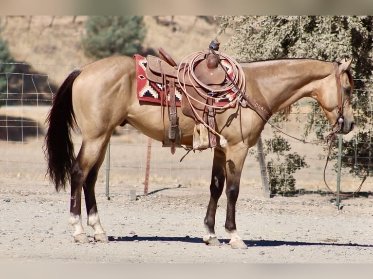 American Quarter Horse Ruin 6 Jaar 152 cm Buckskin in Tres Pinos
