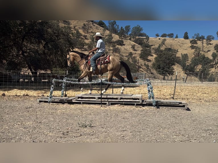 American Quarter Horse Ruin 6 Jaar 152 cm Buckskin in Tres Pinos
