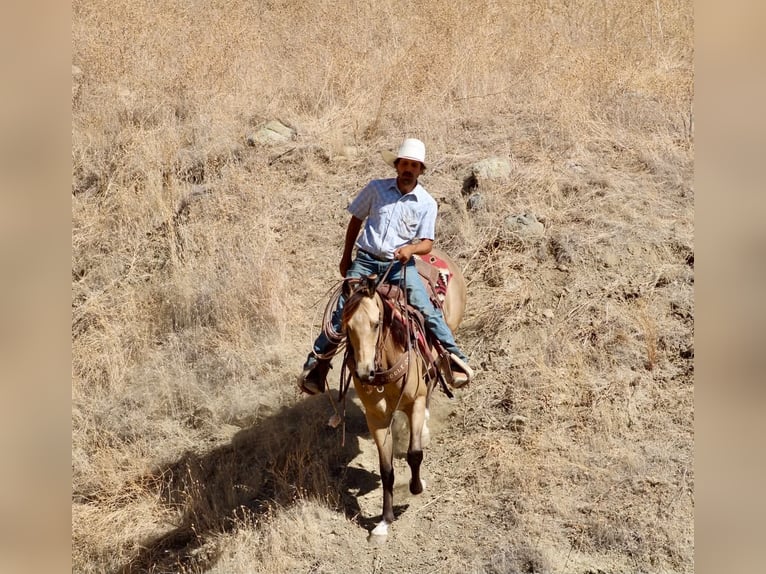 American Quarter Horse Ruin 6 Jaar 152 cm Buckskin in Tres Pinos