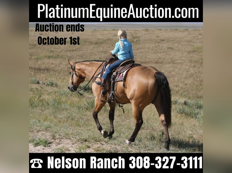 American Quarter Horse Ruin 6 Jaar 152 cm Buckskin in Rushville NE