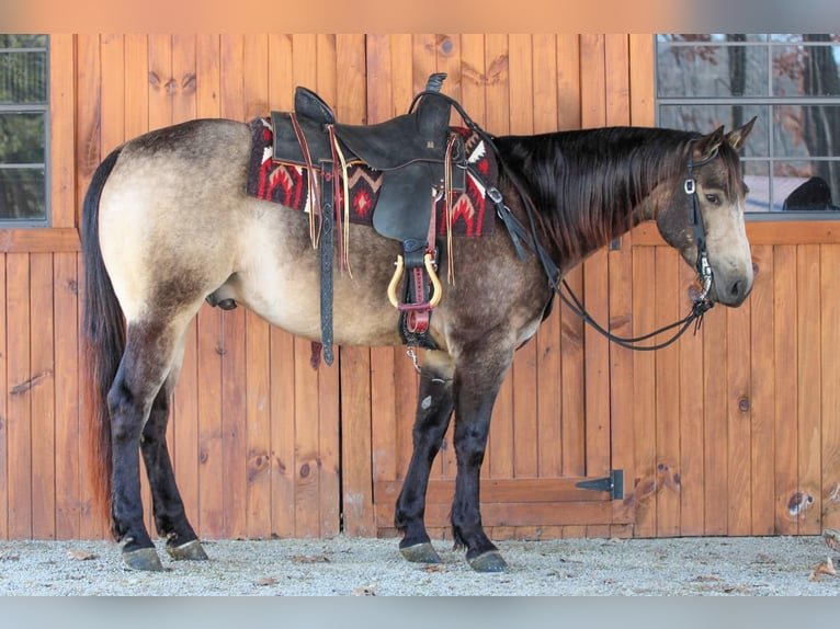 American Quarter Horse Ruin 6 Jaar 152 cm Buckskin in Clarion, PA