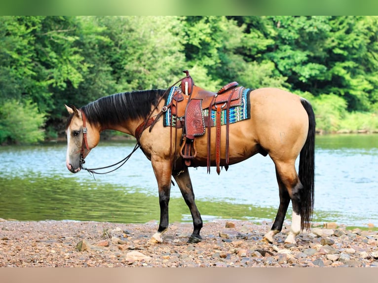 American Quarter Horse Ruin 6 Jaar 152 cm Buckskin in Clarion