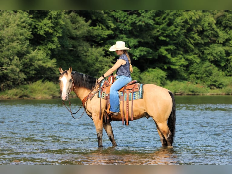American Quarter Horse Ruin 6 Jaar 152 cm Buckskin in Clarion