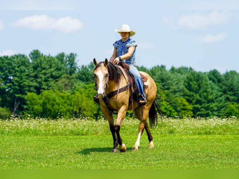 American Quarter Horse Ruin 6 Jaar 152 cm Buckskin in Clarion