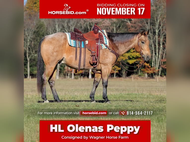 American Quarter Horse Ruin 6 Jaar 152 cm Buckskin in Clarion