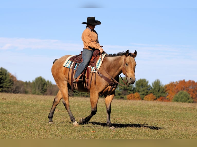 American Quarter Horse Ruin 6 Jaar 152 cm Buckskin in Clarion
