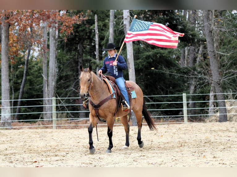 American Quarter Horse Ruin 6 Jaar 152 cm Buckskin in Clarion