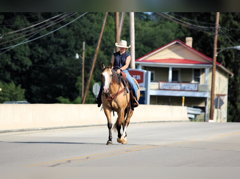American Quarter Horse Ruin 6 Jaar 152 cm Buckskin in Clarion