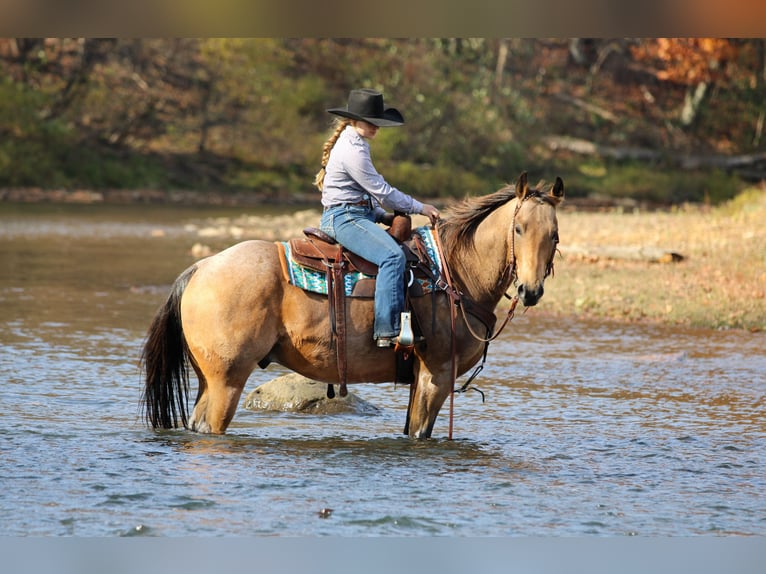 American Quarter Horse Ruin 6 Jaar 152 cm Buckskin in Clarion