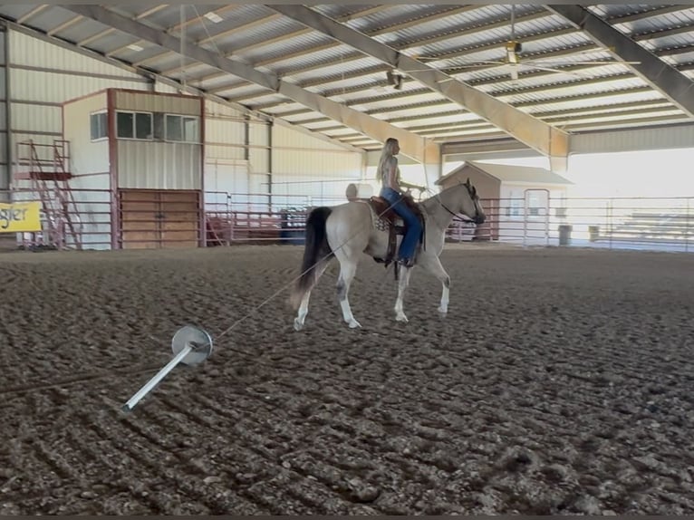 American Quarter Horse Ruin 6 Jaar 152 cm Buckskin in Decatur