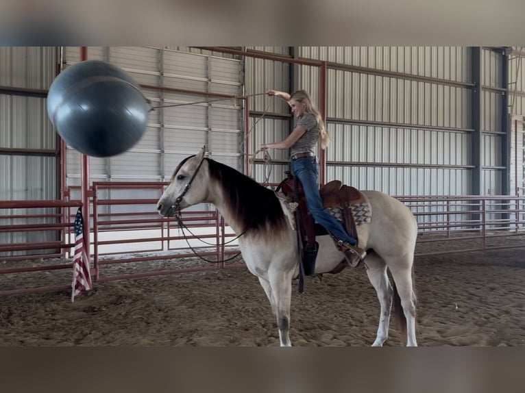 American Quarter Horse Ruin 6 Jaar 152 cm Buckskin in Decatur