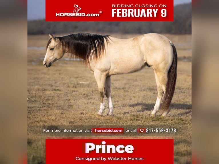 American Quarter Horse Ruin 6 Jaar 152 cm Buckskin in Ponder