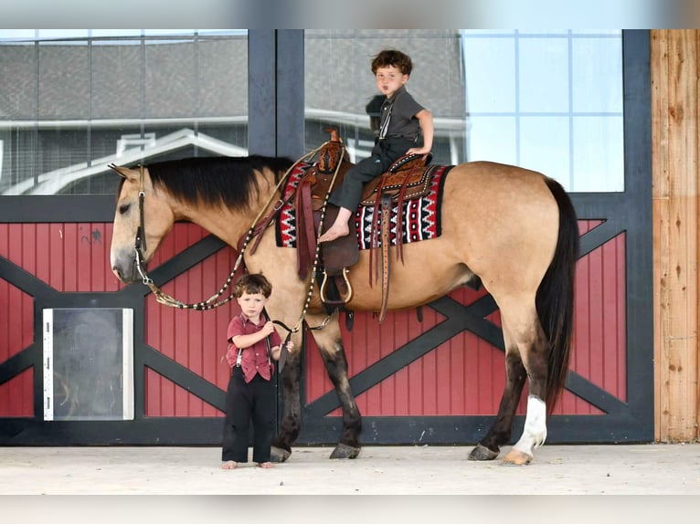 American Quarter Horse Ruin 6 Jaar 152 cm Buckskin in Rebersburg