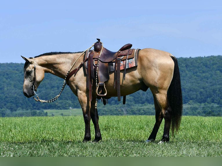 American Quarter Horse Ruin 6 Jaar 152 cm Buckskin in Rebersburg