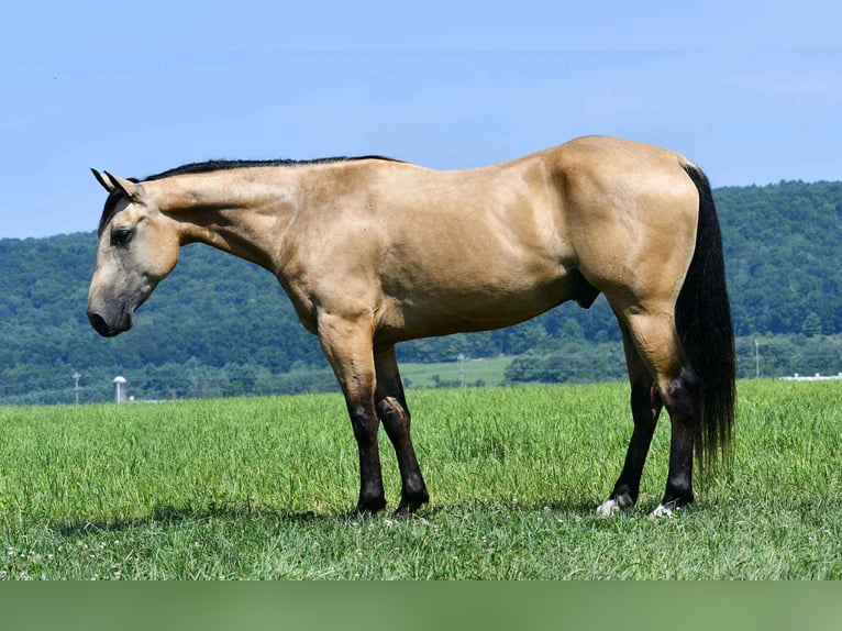 American Quarter Horse Ruin 6 Jaar 152 cm Buckskin in Rebersburg