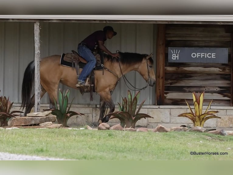 American Quarter Horse Ruin 6 Jaar 152 cm Buckskin in Weatherford TX