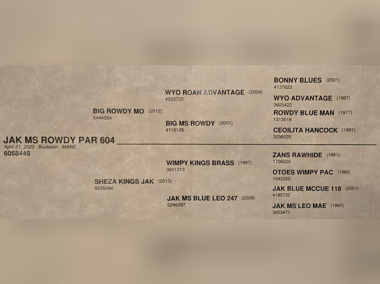 American Quarter Horse Ruin 6 Jaar 152 cm Buckskin in Weatherford TX