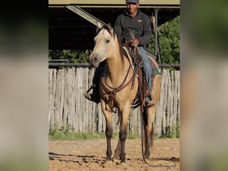American Quarter Horse Ruin 6 Jaar 152 cm Buckskin in Weatherford TX