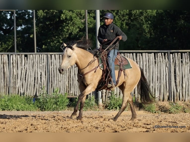 American Quarter Horse Ruin 6 Jaar 152 cm Buckskin in Weatherford TX