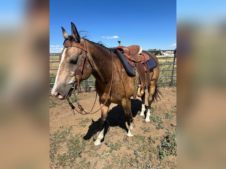 American Quarter Horse Ruin 6 Jaar 152 cm Buckskin in Fort Lupton, Co