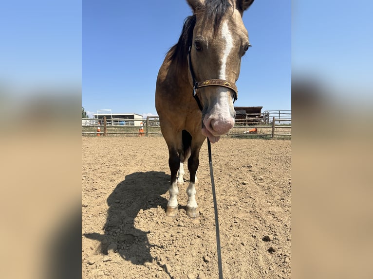 American Quarter Horse Ruin 6 Jaar 152 cm Buckskin in Fort Lupton, Co