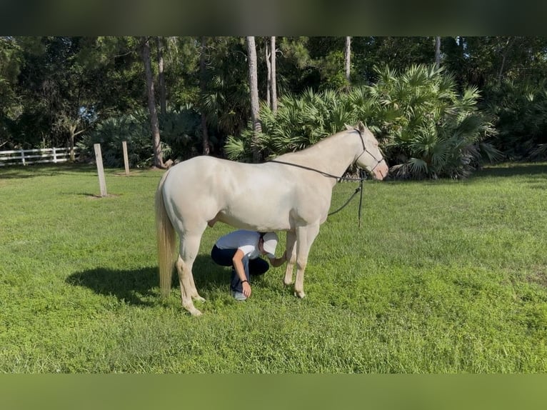 American Quarter Horse Ruin 6 Jaar 152 cm Cremello in Loxahatchee