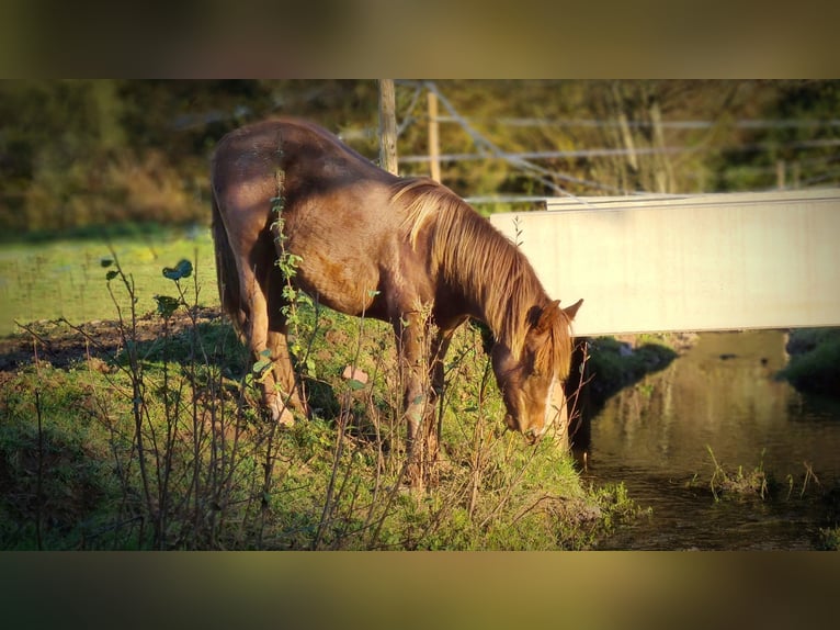 American Quarter Horse Ruin 6 Jaar 152 cm Donkere-vos in Mannebach