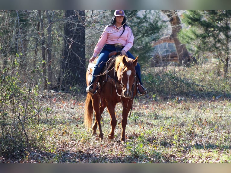 American Quarter Horse Ruin 6 Jaar 152 cm Donkere-vos in Canton TX