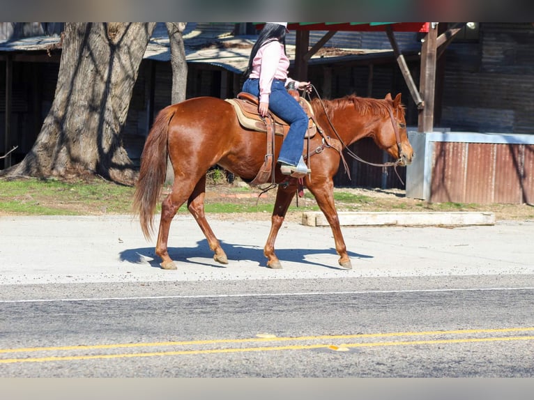 American Quarter Horse Ruin 6 Jaar 152 cm Donkere-vos in Canton TX