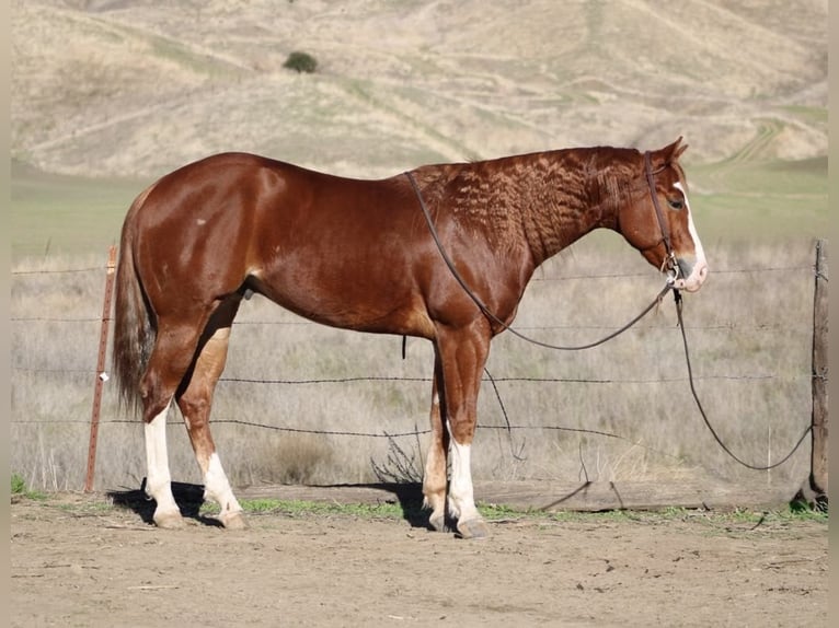 American Quarter Horse Ruin 6 Jaar 152 cm Donkere-vos in Paicines CA