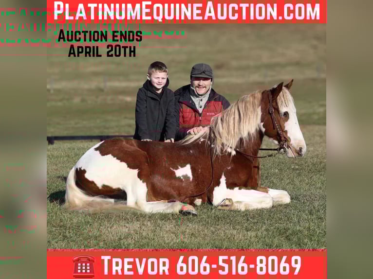 American Quarter Horse Ruin 6 Jaar 152 cm Donkere-vos in Parkers Lake KY