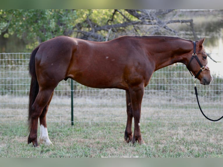 American Quarter Horse Ruin 6 Jaar 152 cm Donkere-vos in Valley Springs CA