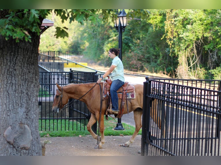 American Quarter Horse Ruin 6 Jaar 152 cm Falbe in RUSK, TX