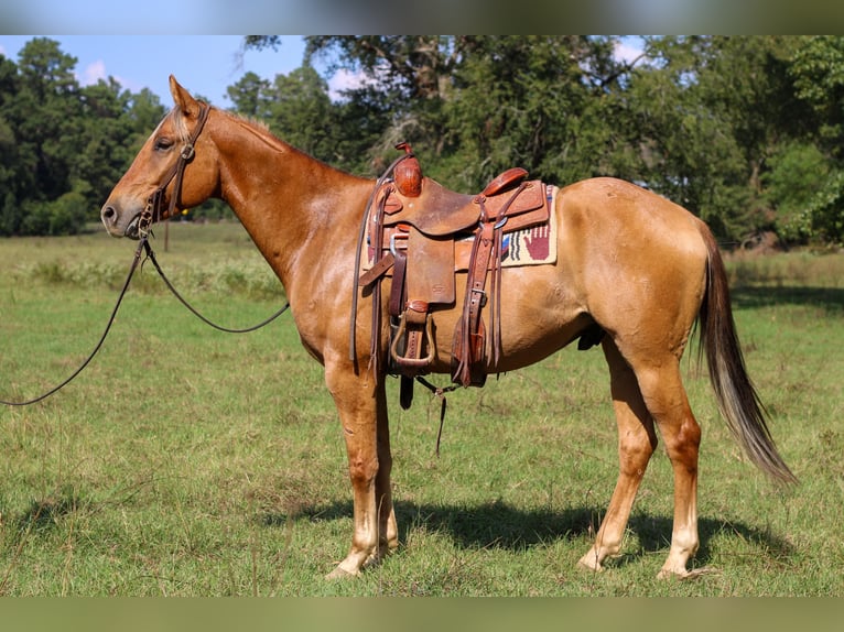 American Quarter Horse Ruin 6 Jaar 152 cm Falbe in RUSK, TX