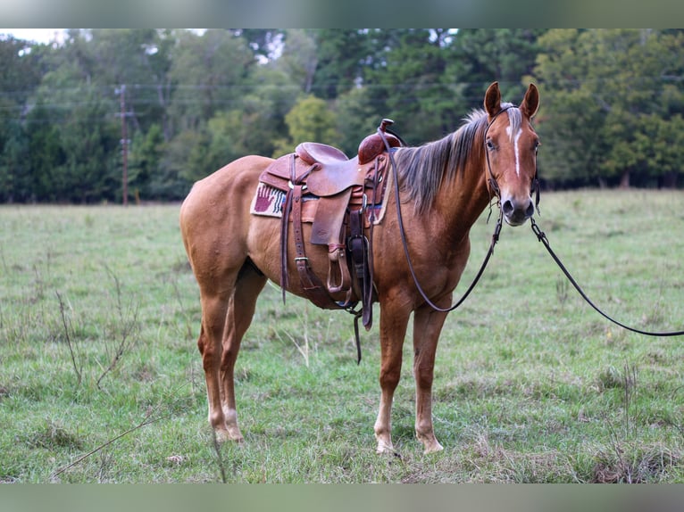 American Quarter Horse Ruin 6 Jaar 152 cm Falbe in RUSK, TX